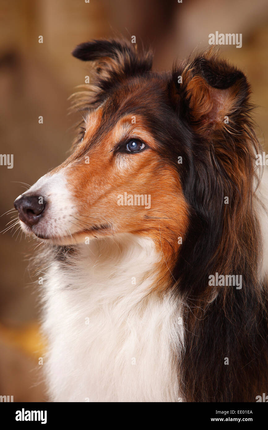 American Collie, male, 13 years old, sable-white|Amerikanischer Collie, Ruede, 13 Jahre alt, sable-white Stock Photo