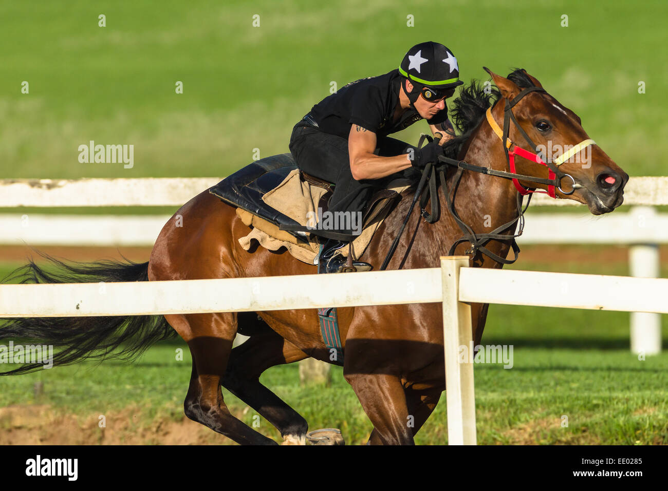 Race Horse Rider Jockey Training Tracks Dawn Colors Running Closeup race-horse-rider-jockey-training-tracks-dawn-colors-running-closeup