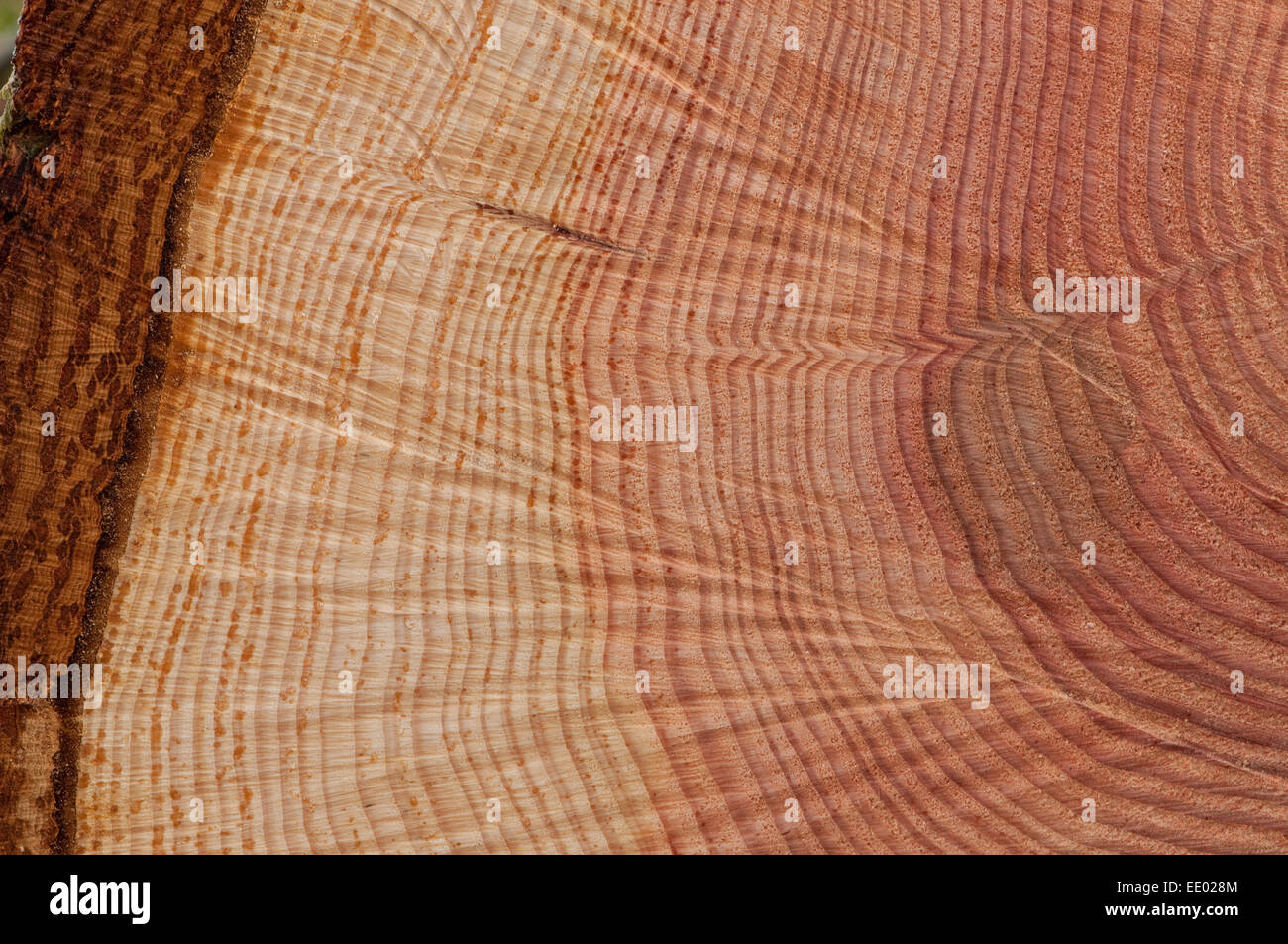 Cross section of a Pine Tree trunk Stock Photo