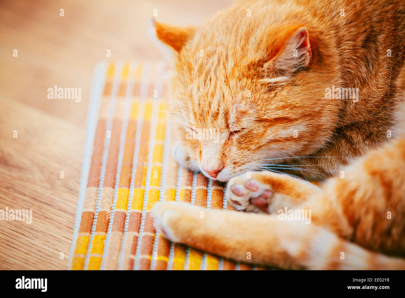 Peaceful Orange Red Tabby Cat Male Kitten Curled Up Sleeping In His Bed ...
