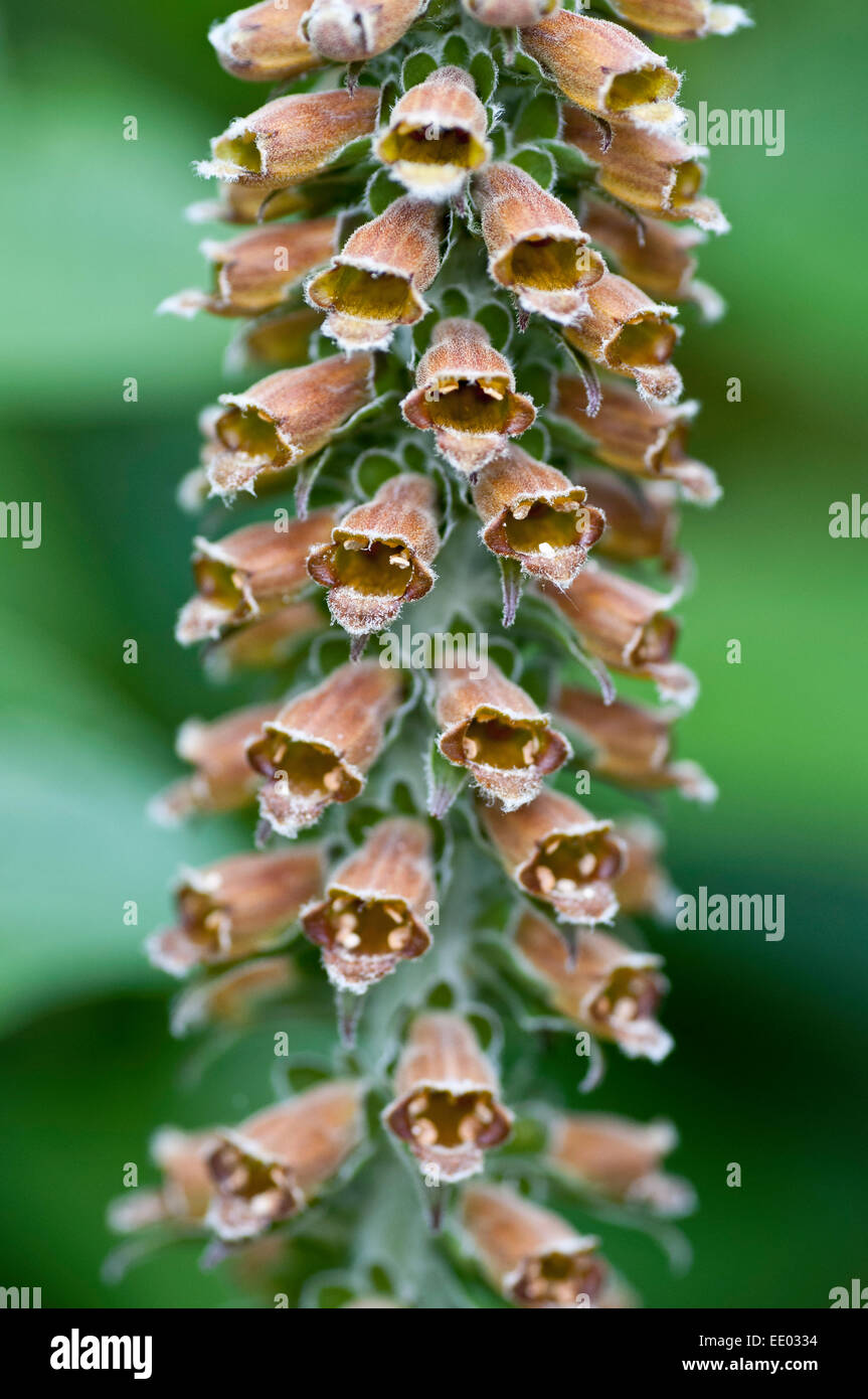 Digitalis parviflora flower spike Stock Photo