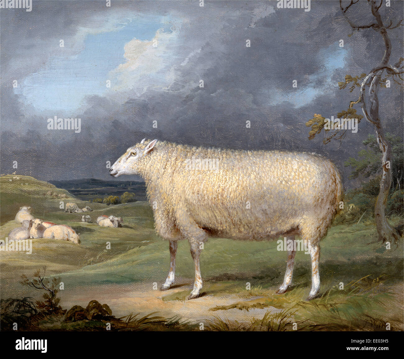 A border leicester hi-res stock photography and images - Alamy
