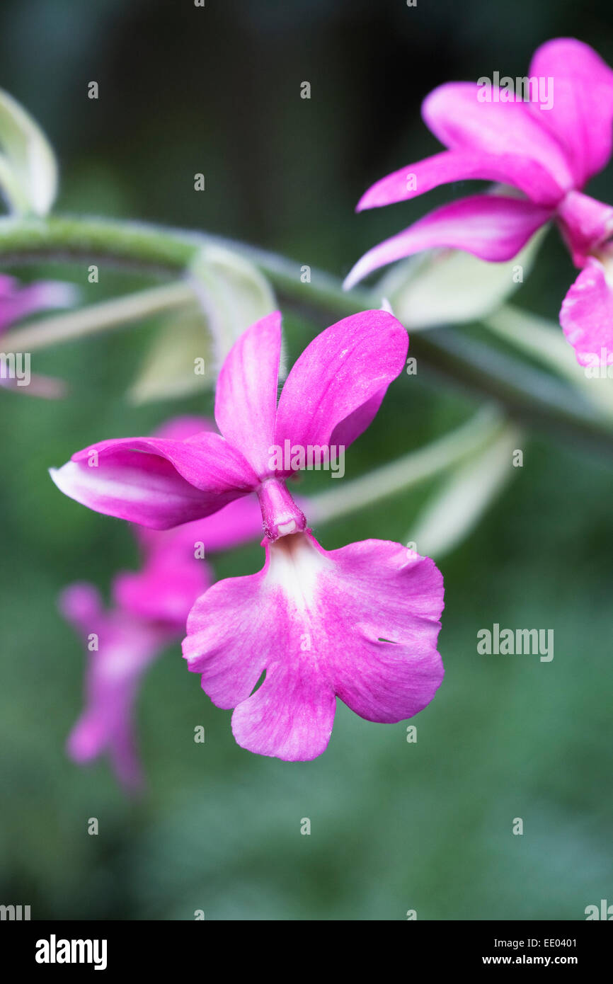 Calanthe rubens. Pink orchid growing in a protected environment. Stock Photo