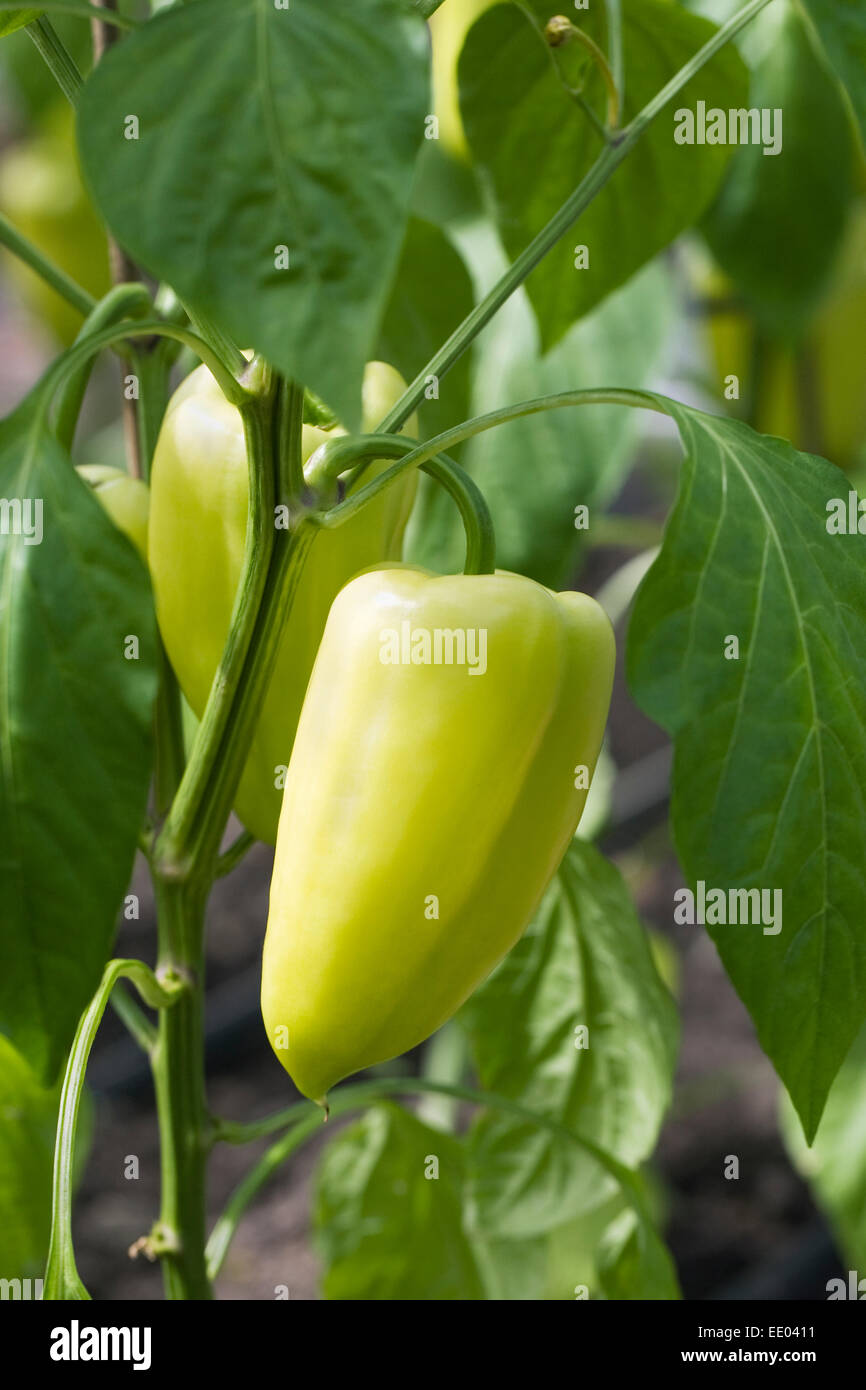 Capisicum annum fruit. Pepper 'Gypsy' growing on plant in a protected environment. Stock Photo