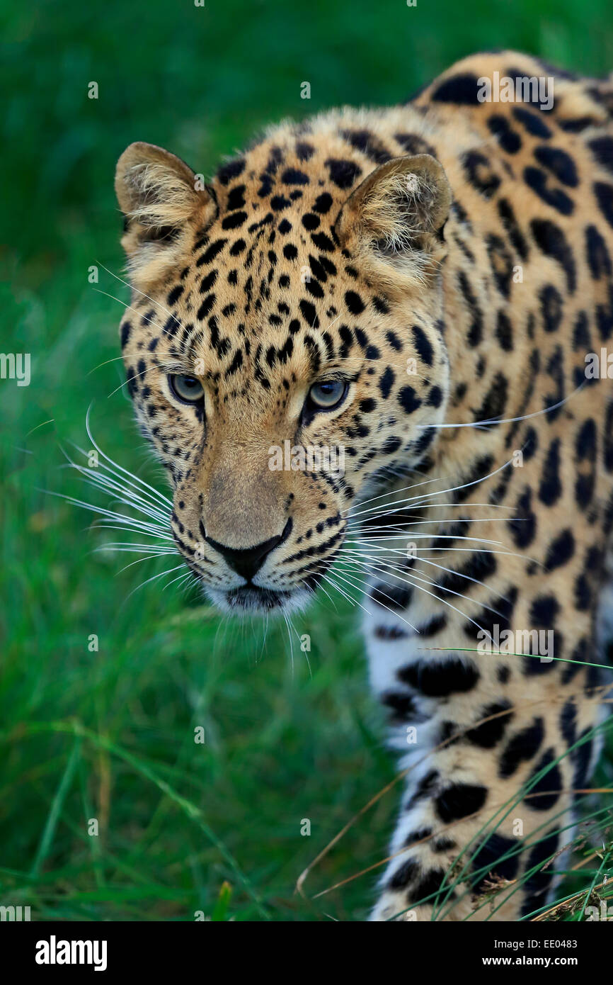Amur leopard hi-res stock photography and images - Alamy