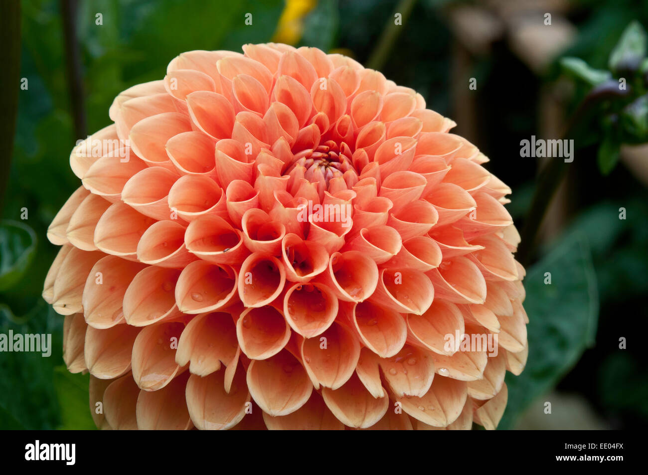 Orange pompom dahlia flower Stock Photo