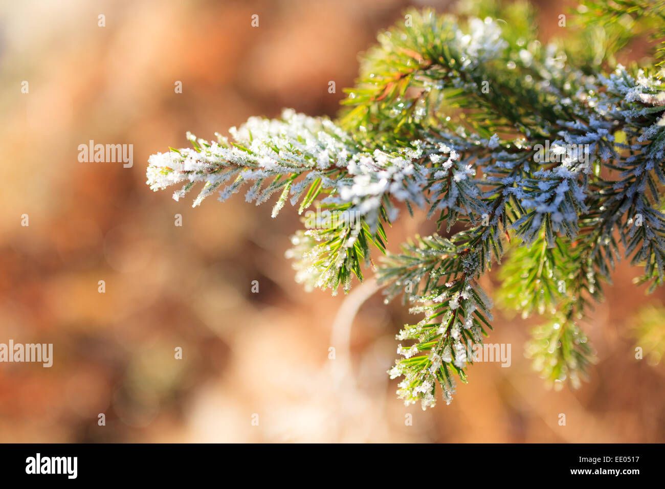 Frozen spruce branch Stock Photo
