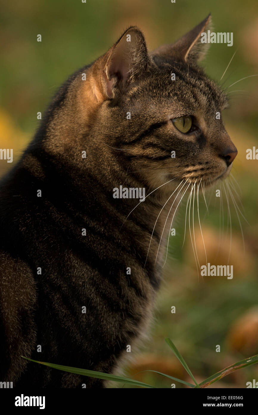 Domestic cat, NewYork, feral Stock Photo
