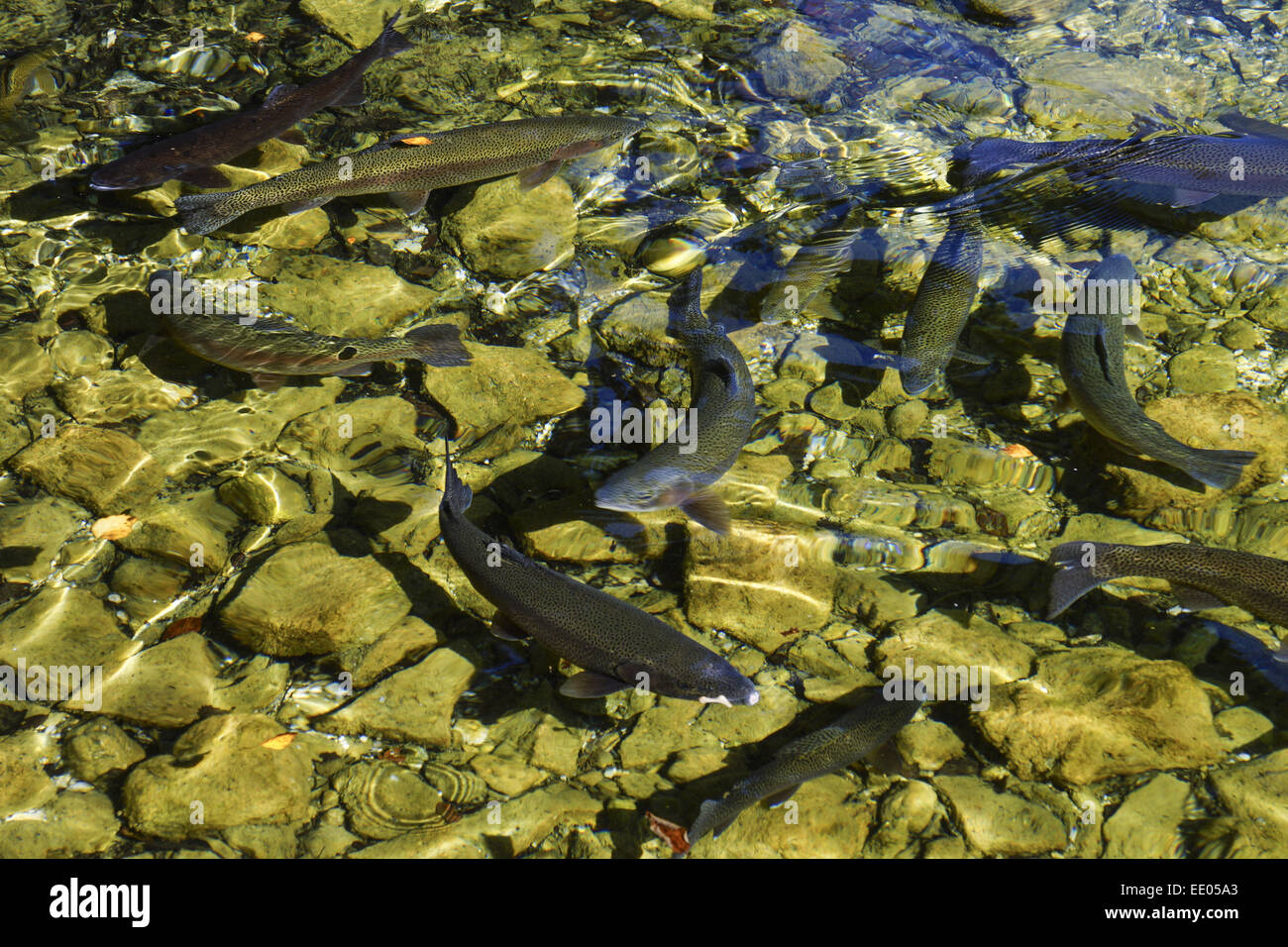 Bachsaibling (Salvelinus fontinalis) schwimmen in klarem Wasser, Brook trout (Salvelinus fontinalis) swimming in clear water, St Stock Photo