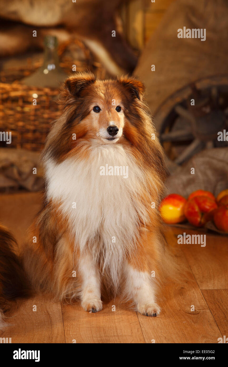 Sheltie, male, sable-white, 12 years old|Sheltie, Ruede, sable-white, 12 Jahre alt Stock Photo