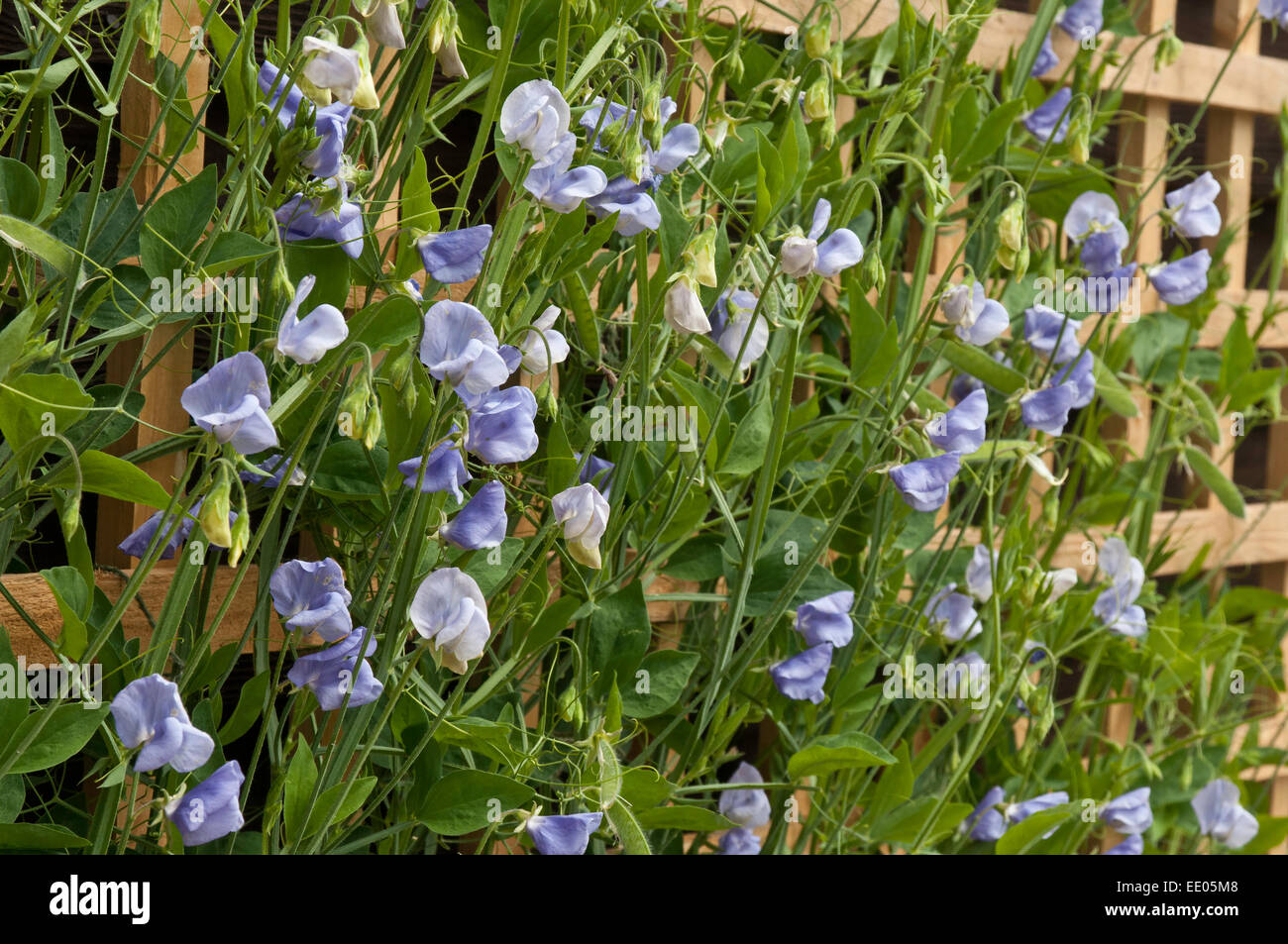Heritage sweet pea 'Flora Norton' flowers Stock Photo