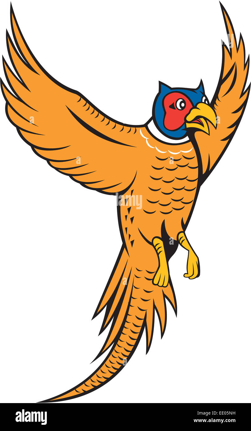 Illustration of pheasant bird fowl Phasianinae flying up set on isolated white background done in cartoon style. Stock Photo