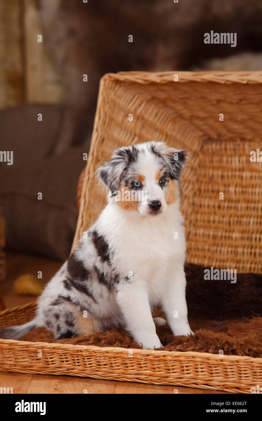 Miniature Shepherd, puppy, blue-merle, 10 weeks|Miniature Australian Shepherd, Welpe, blue-merle, 10 Wochen Stock - Alamy