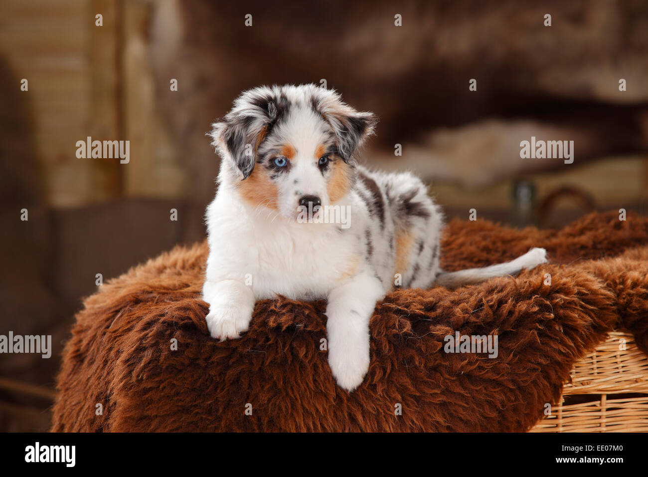 Miniature Australian Shepherd, puppy, blue-merle, 10 weeks|Miniature Stock  Photo - Alamy