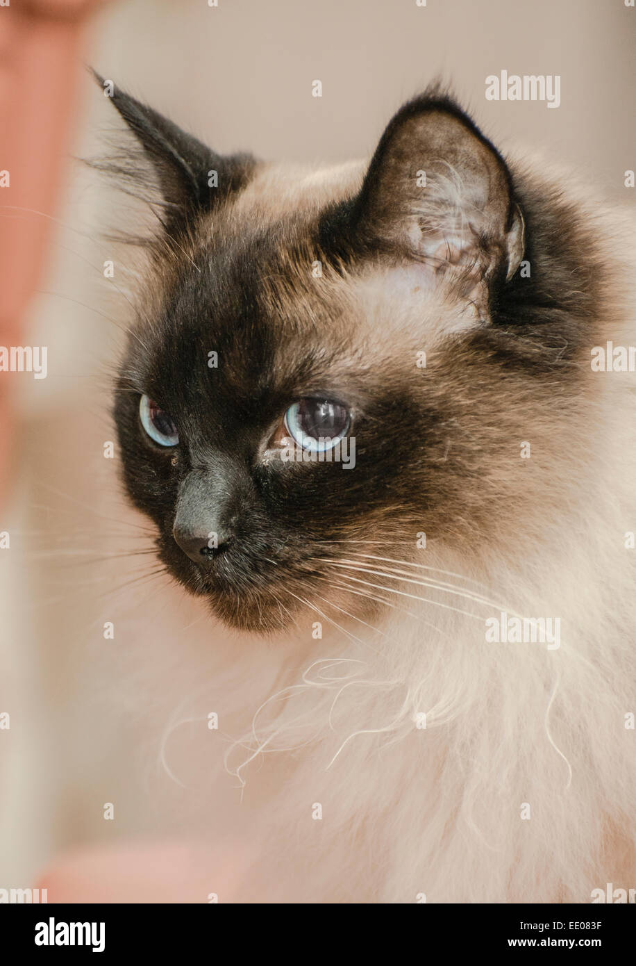 Max, the Ragdoll Cat Stock Photo - Alamy