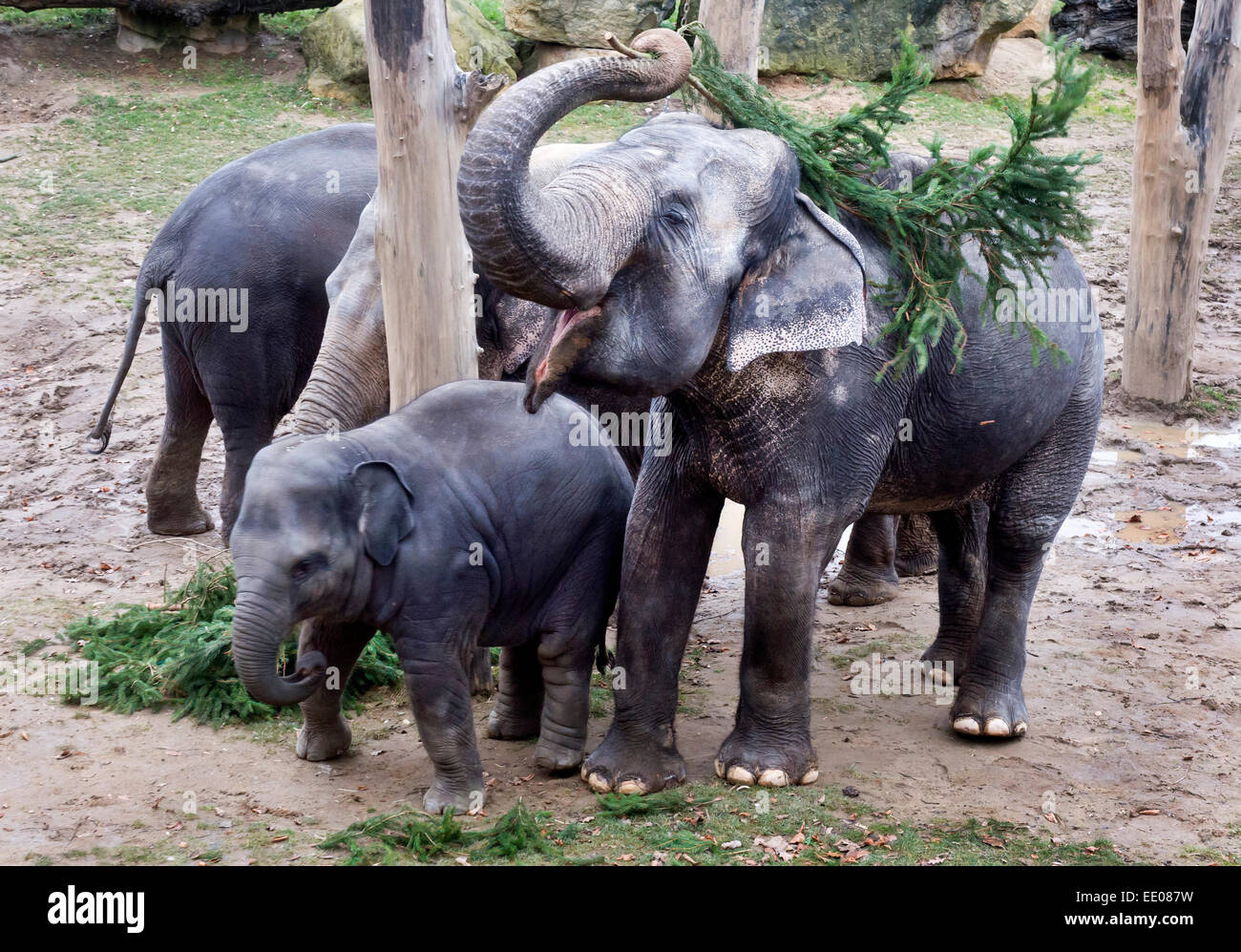 Животные и развлечения. Индийский слон в зоопарке. Семья слонов в зоопарке. Семейство слонов в зоопарках.