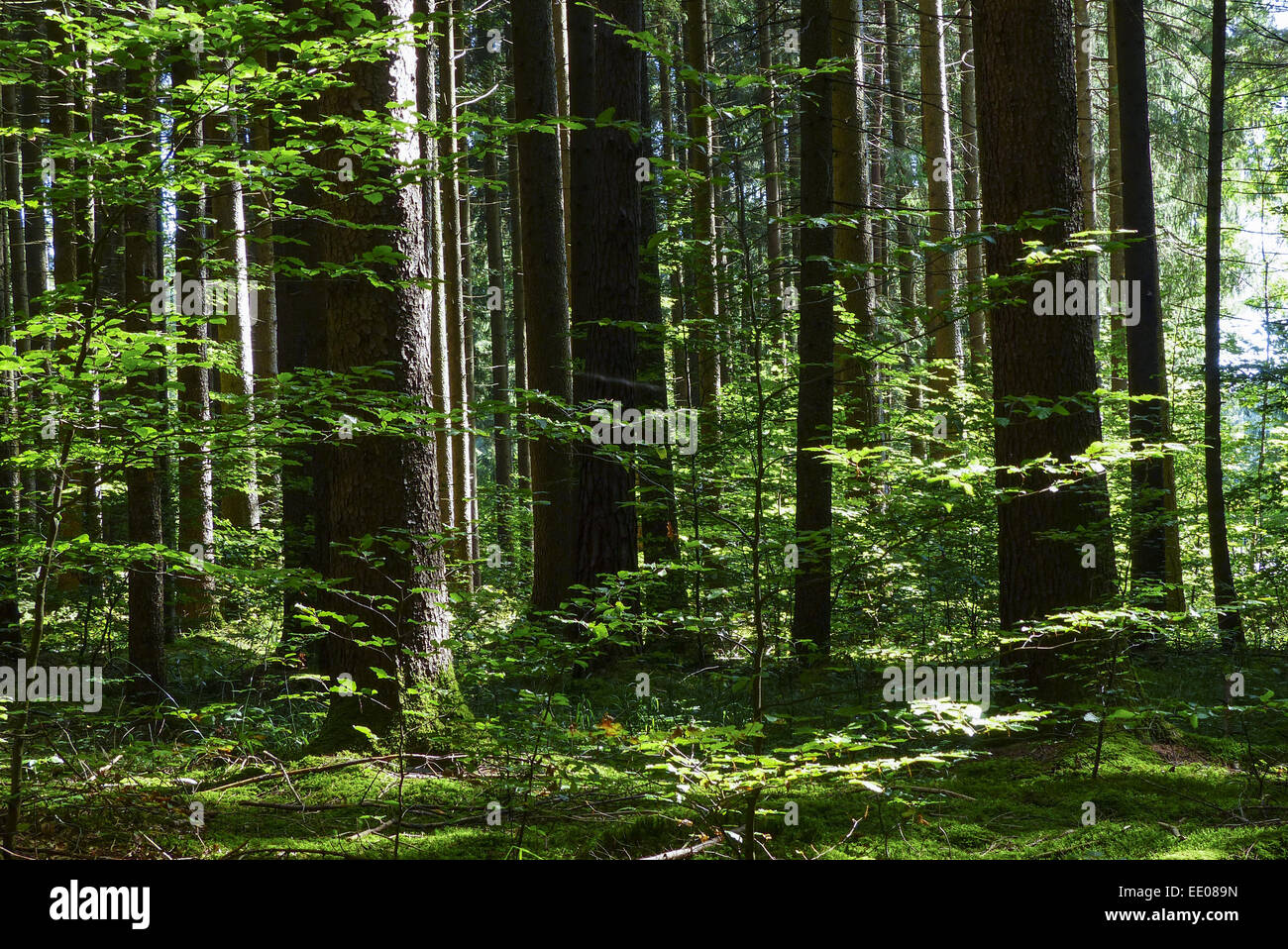 Sonnenlicht fällt in einen Fichtenwald, Sunlight falls in a spruce forest, Forest, Coniferous Forest, Pine Forest, Summer, Spruc Stock Photo