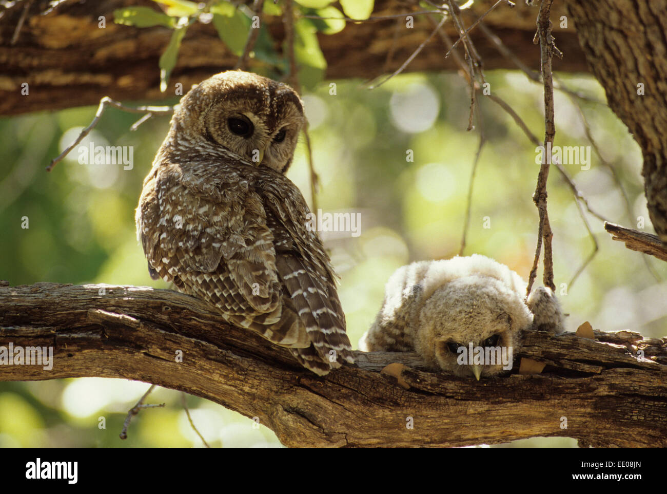 Spotted Owl Mother and Young (Strix occidentalis) - Arizona - Inhabits thickly wooded canyons-humid forests - Strictly nocturnal Stock Photo