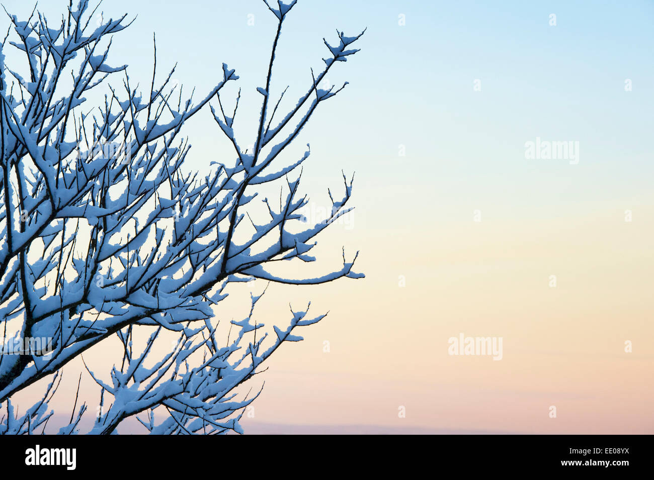 Snow covered tree branches at sunset in Scotland Stock Photo
