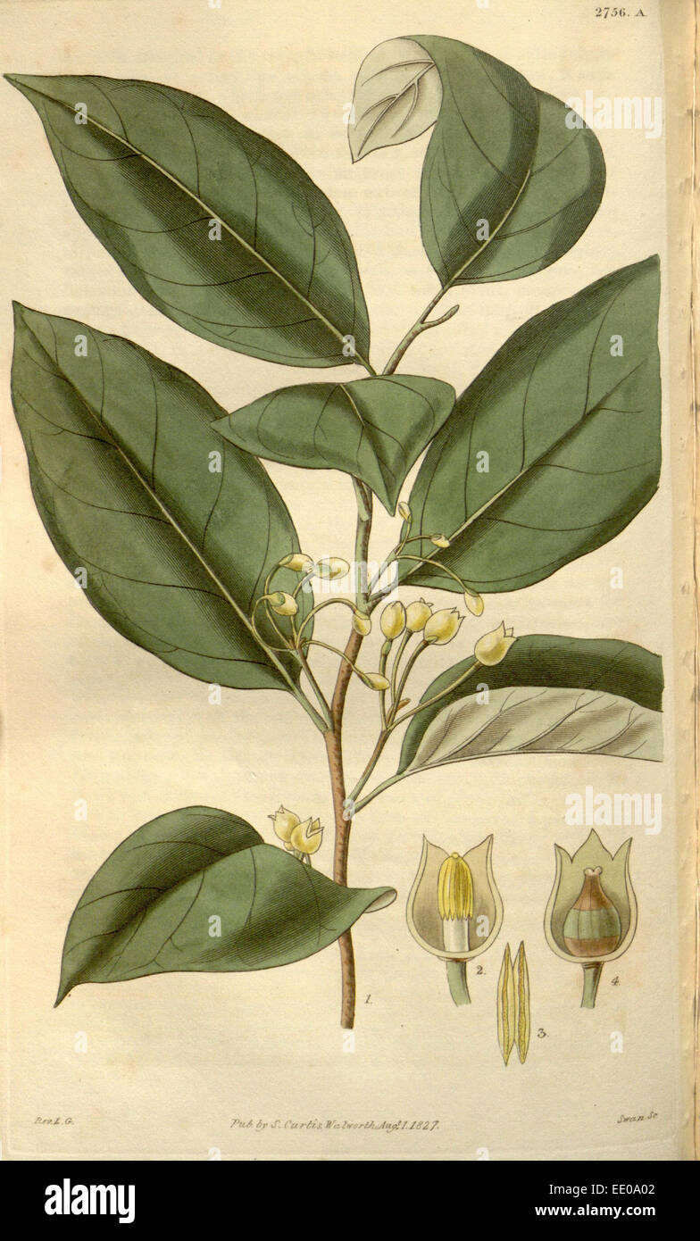 Botanical print or English natural history illustration by Joseph Swan 1796-1872, British Engraver Stock Photo