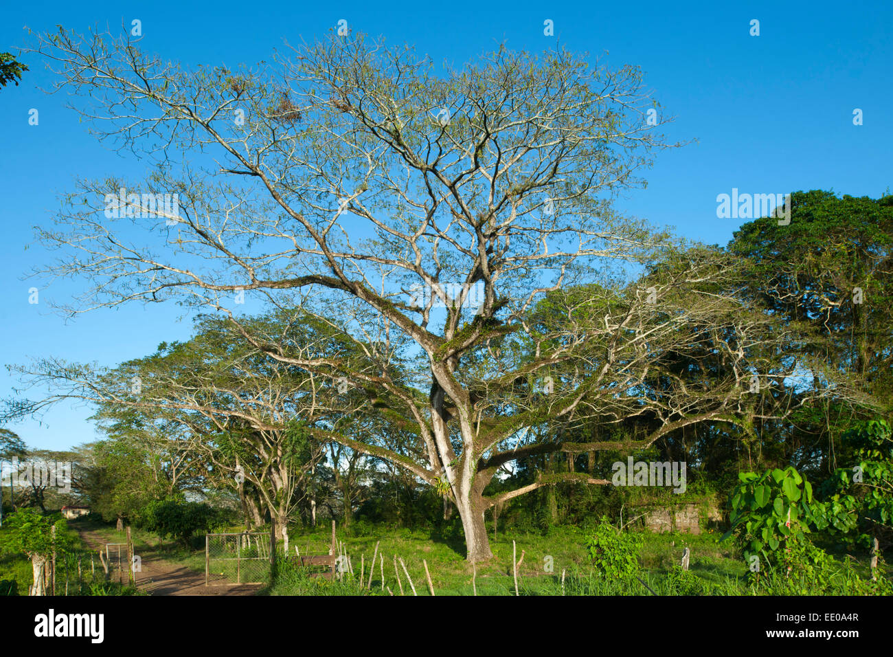 Dominikanische Republik, Cibao, Tenares, Landschaft Stock Photo