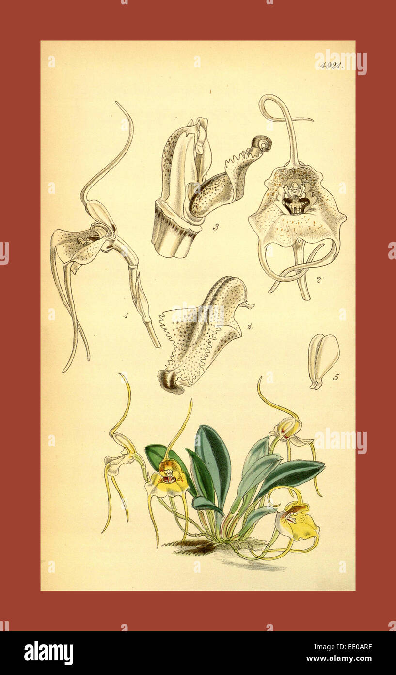 19th century botanical colour  print. Botanical illustration.  Form, colour, and details of the  plant as an art piece Stock Photo