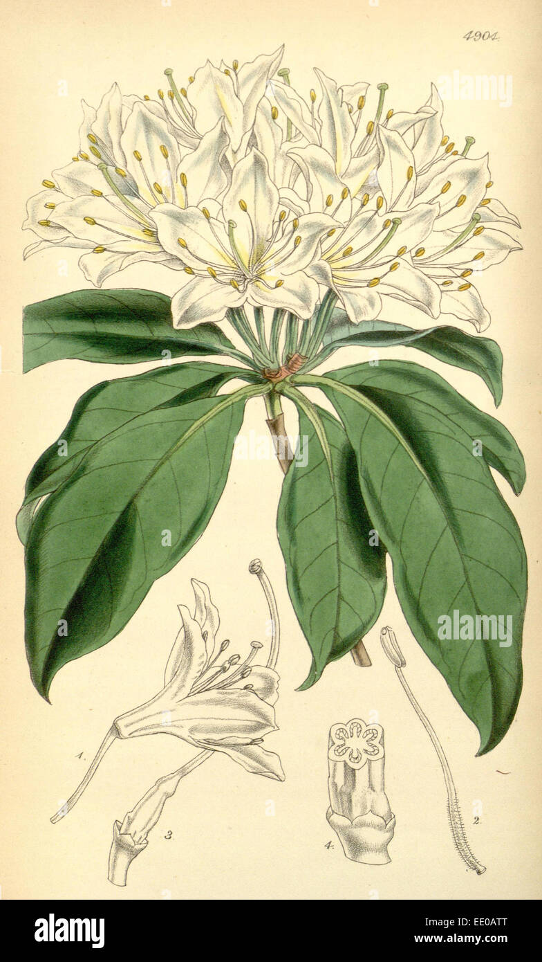 19th century botanical colour print. Botanical illustration. Form, colour, and details of the plant as an art piece Stock Photo