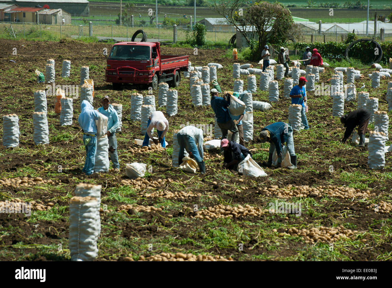 Kartoffel ernte hi-res stock photography and images - Alamy