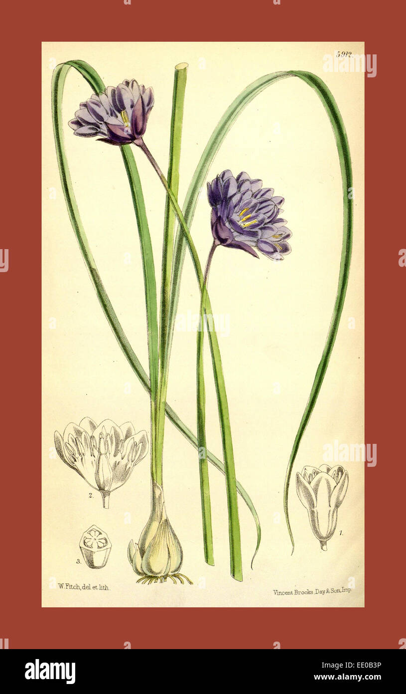Botanical Print by Walter Hood Fitch 1817 1892, W.H. Fitch was an