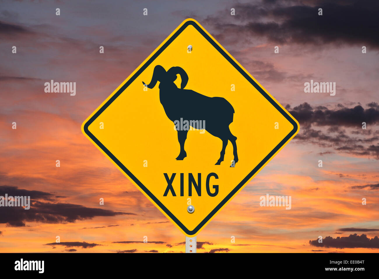 Big Horn Sheep crossing caution sign with orange sunrise. Stock Photo