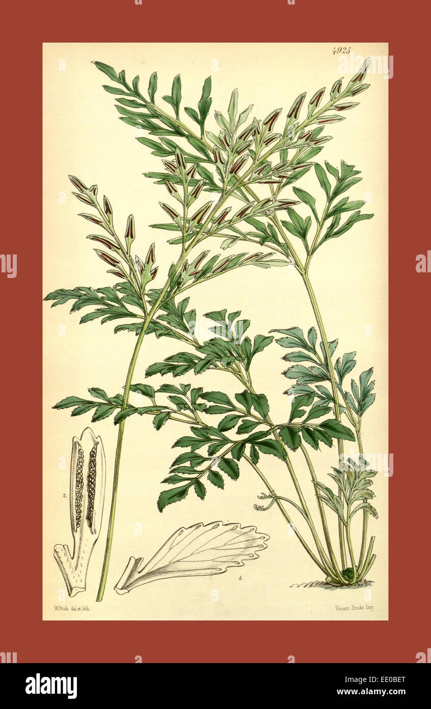 Botanical Print by Walter Hood Fitch 1817 1892, W.H. Fitch was an