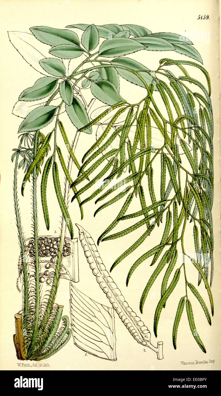 Botanical Print by Walter Hood Fitch 1817 1892, W.H. Fitch was an