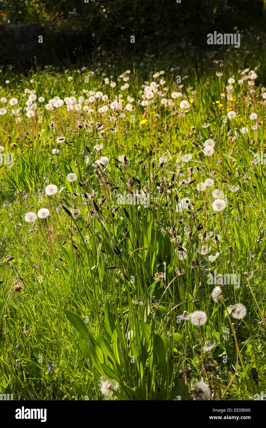 UK, Wales, Swansea, Gower, Penrice, dandelion clocks in wild flower meadow Stock Photo
