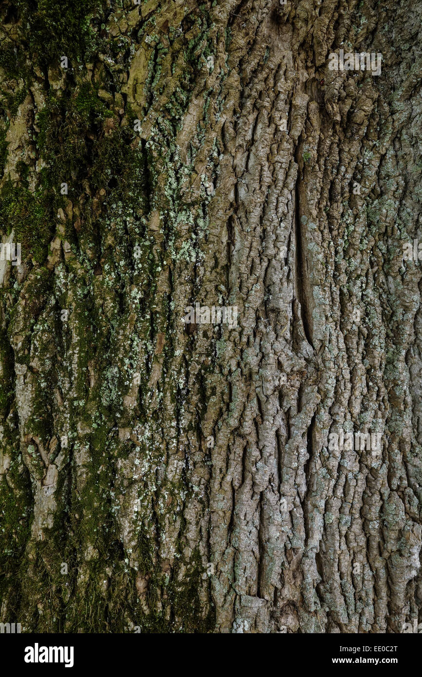 Rinde eines Eichenbaumes, Nahaufnahme, Bark of an oak tree, close-up, English Oak, Quercus Robur, Bark, Lichens, Tree Trunk, Oak Stock Photo