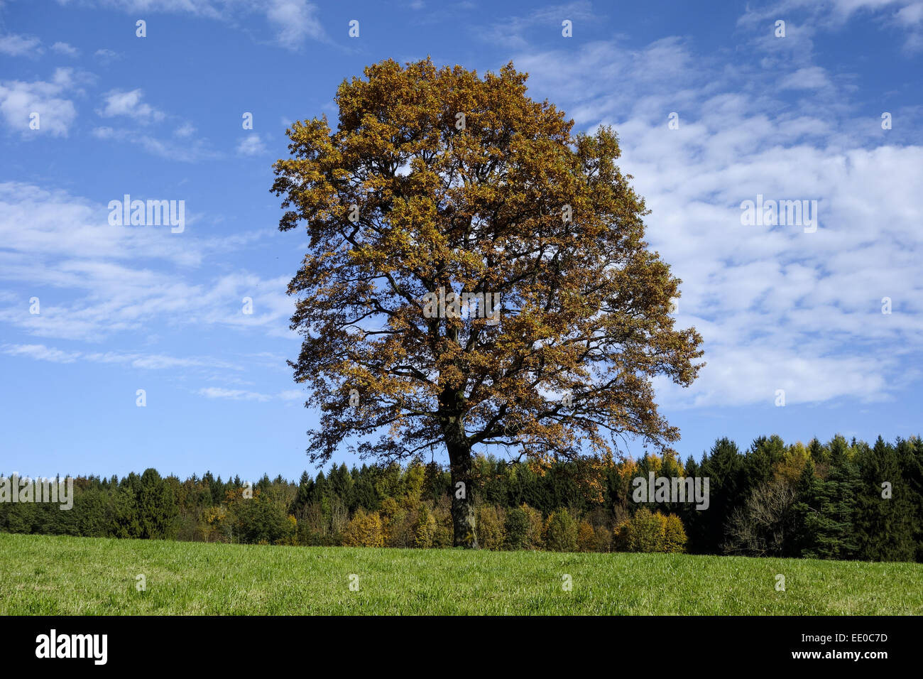 Einzelner Baum, Eiche im Herbst, Single oak tree in autumn, Oak, Tree, Trees, Autumn, Leaves, Autumnal, Season, Landscape, Natur Stock Photo