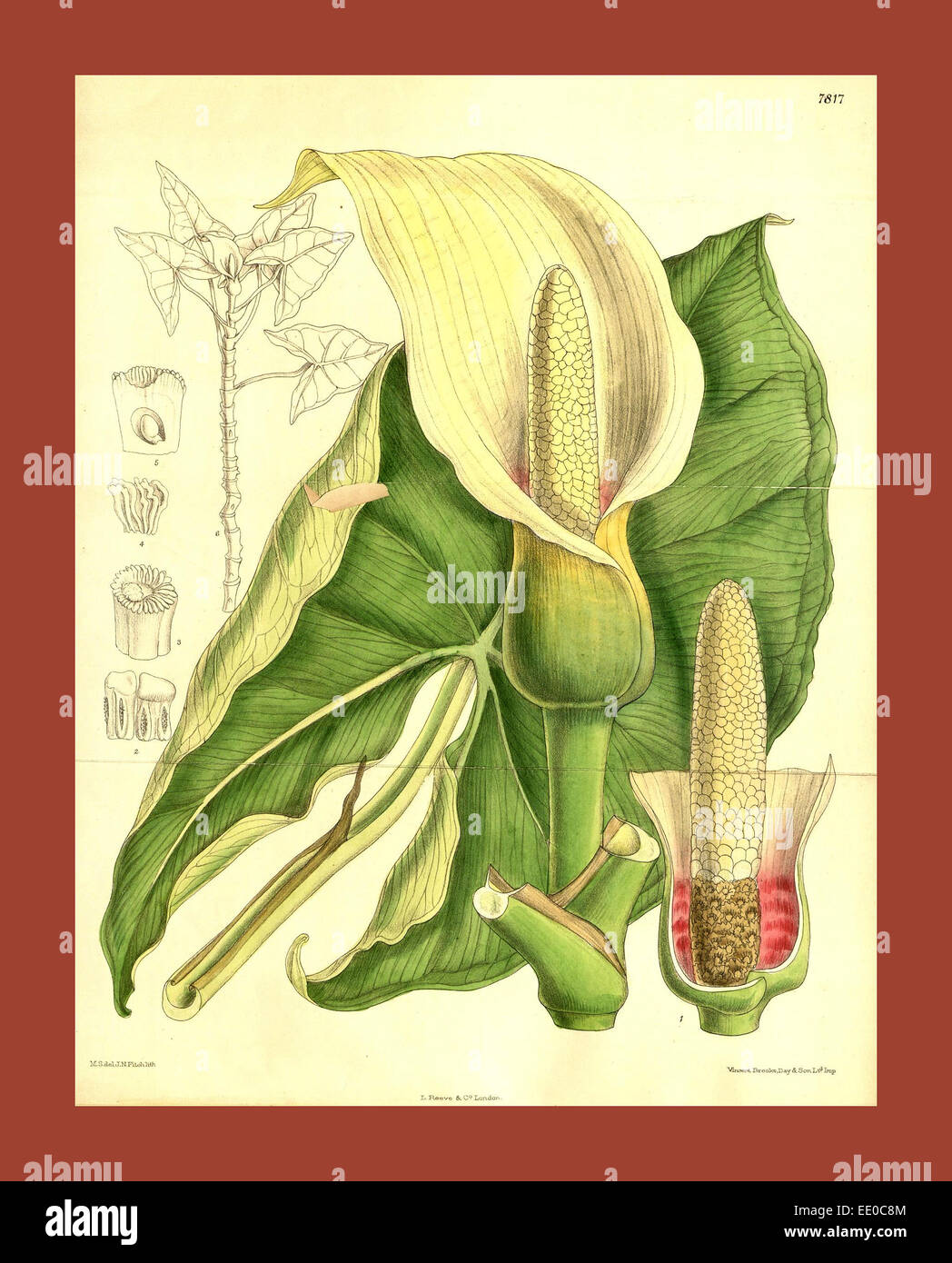 Botanical Print by Walter Hood Fitch 1817 1892, W.H. Fitch was an