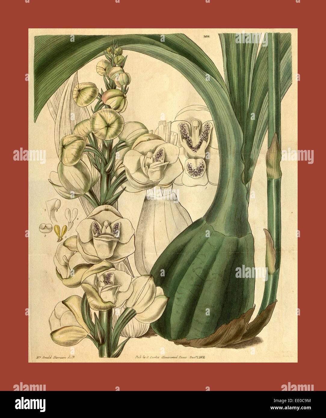 19th century botanical colour print. Botanical illustration. Form, colour, and details of the plant as an art piece Stock Photo