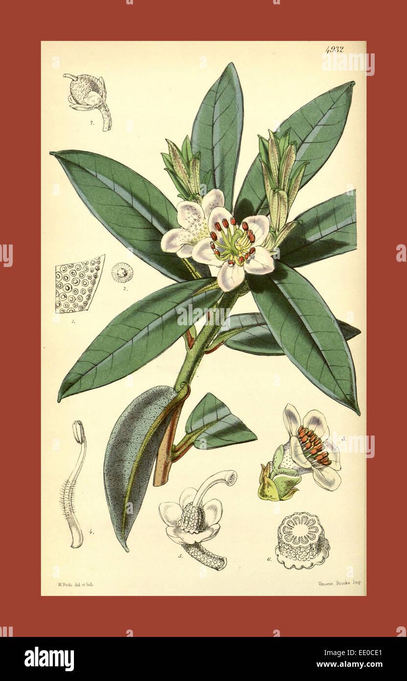 Botanical Print by Walter Hood Fitch 1817 – 1892, W.H. Fitch was an botanical illustrator and artist, born in Glasgow, Scotland Stock Photo