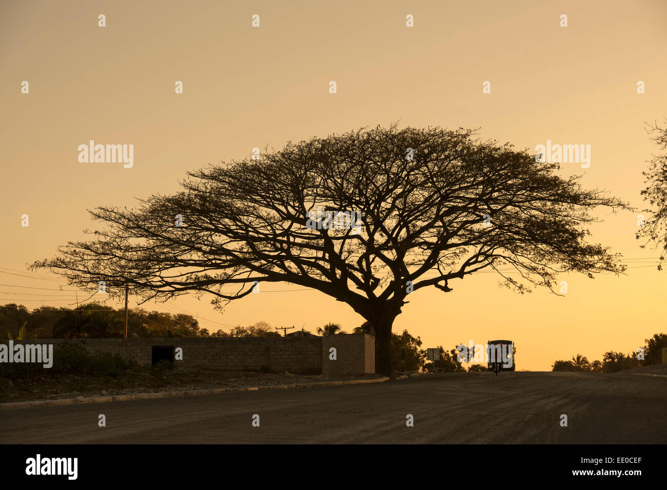 Dominikanische Republik, Südwesten, Baum bei Nizao an der Strasse zur Küste nach Palenque Stock Photo