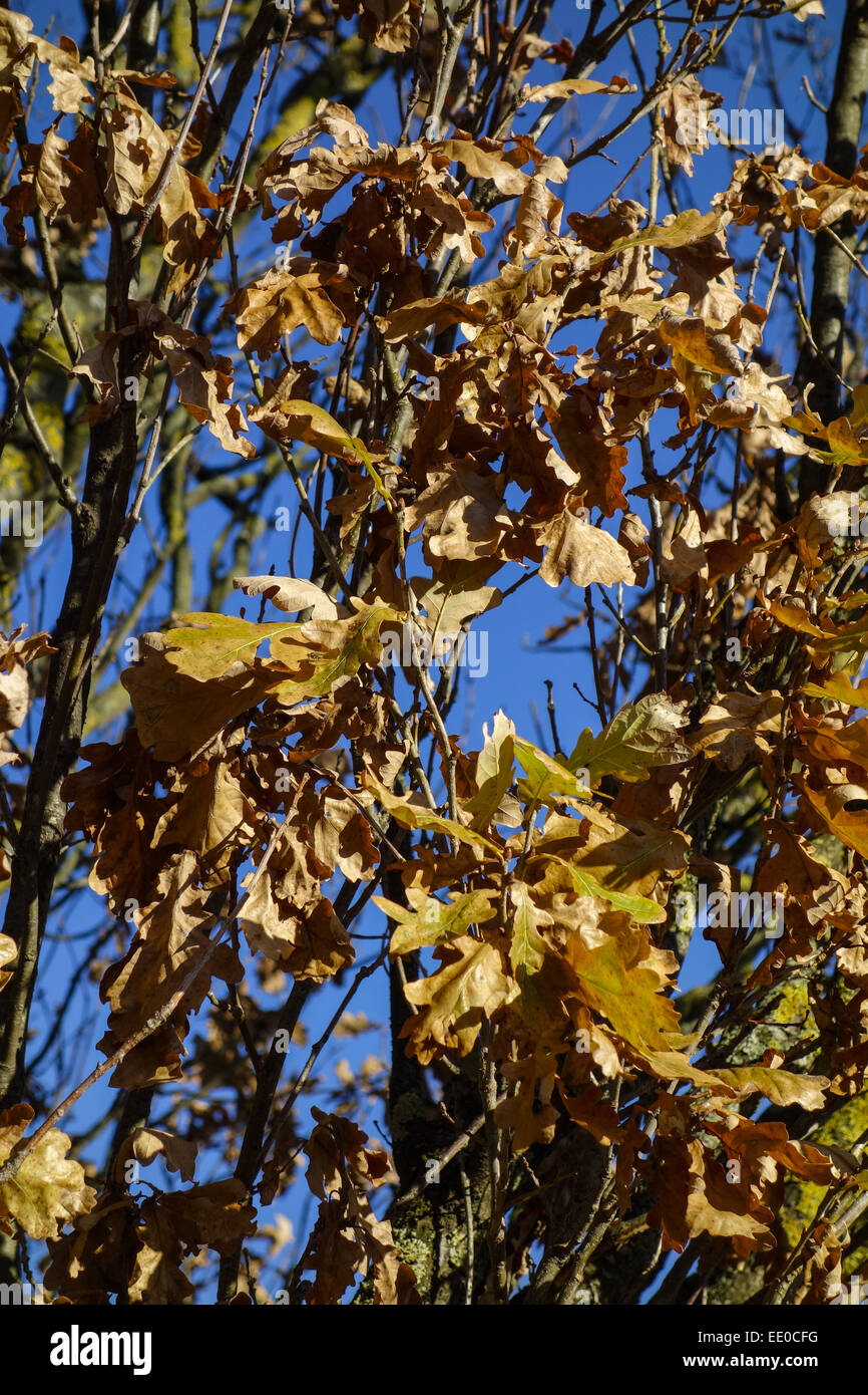 Baum, Eiche im Winter mit vertrockneten Blätern, Tree, oak tree in winter with dry leaves, English Oak, Quercus Robur, Bark, Lic Stock Photo