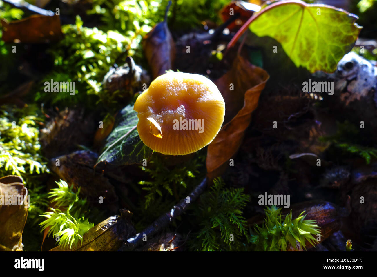 Gelber Pilz im Wald, Nahaufnahme, Yellow mushroom in the forest, close-up, Nature, Forest, Soil, Moss, Leaves, Mushroom, Sunny, Stock Photo