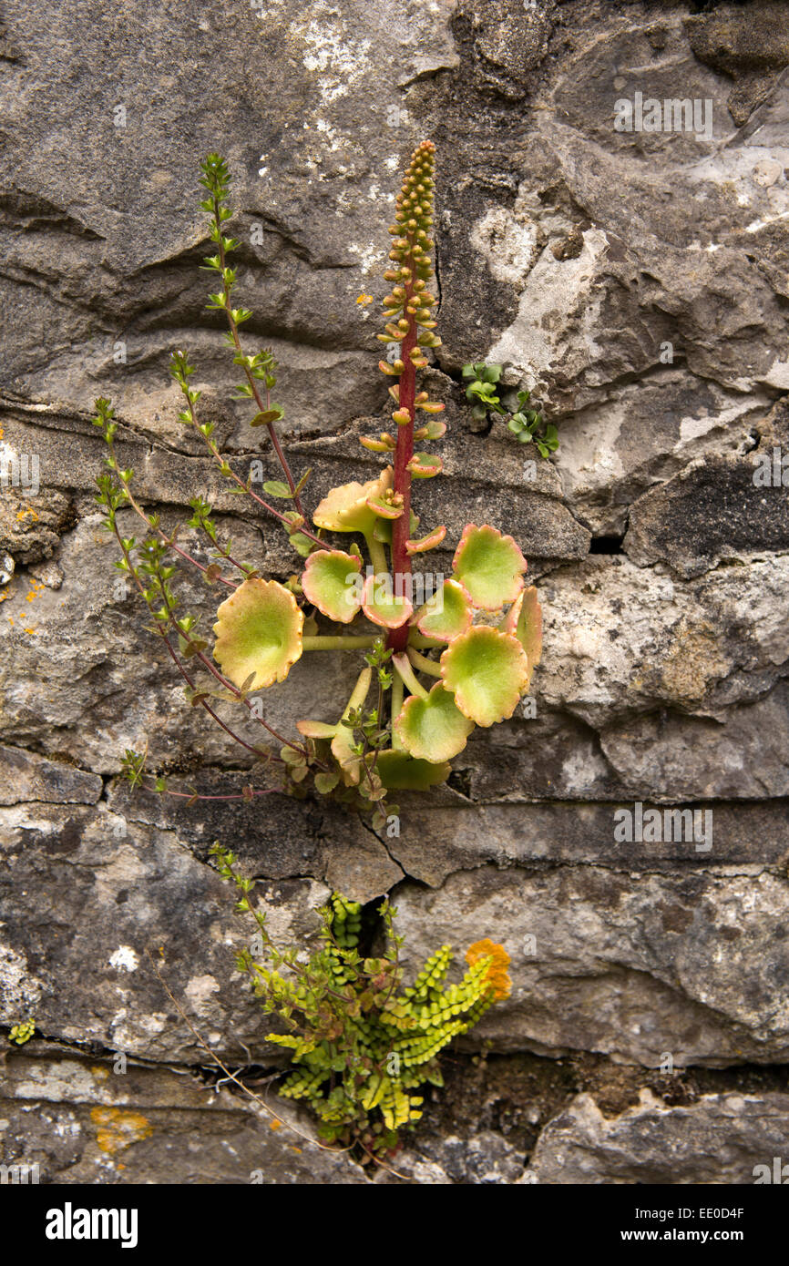UK, Wales, Swansea, Gower, Llanrhidian, Navelwort, Umbilicus Rupestris growing on churchyard wall Stock Photo