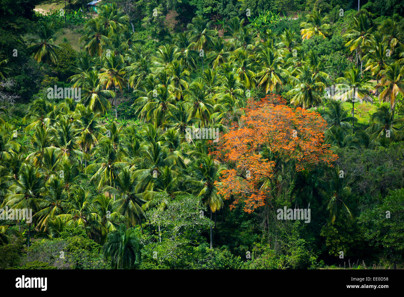 Dominikanische Republik, Südwesten, bei San Christobal, rot blühender Baum Stock Photo