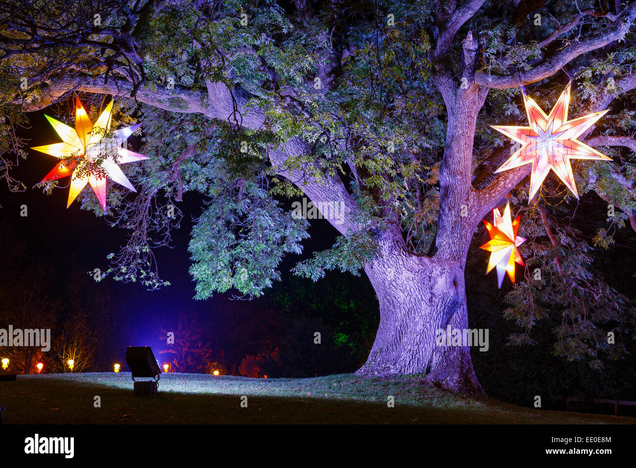 The Electric Woods, Robin Hill, Isle of Wight. Stock Photo