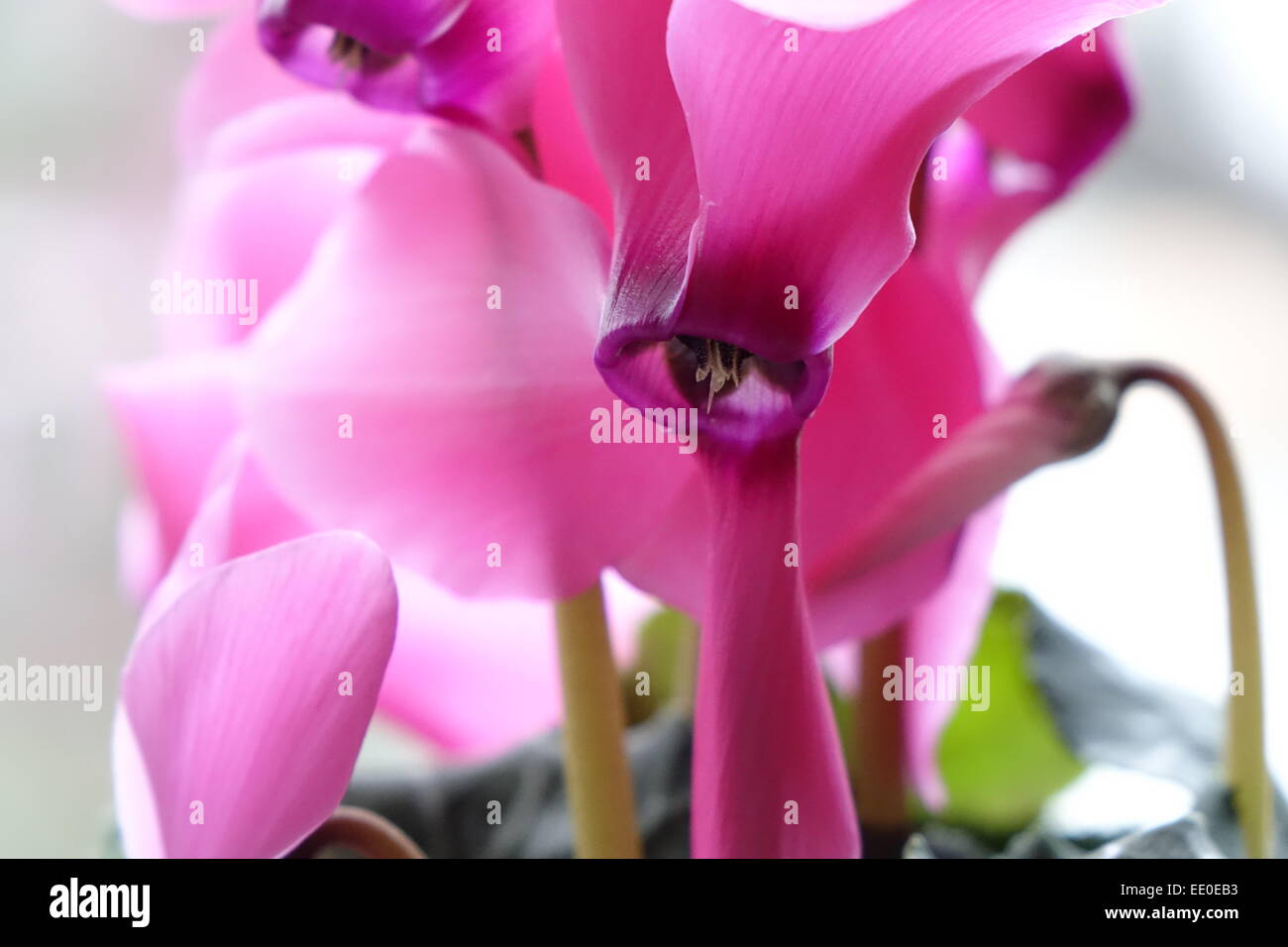 Alpenveilchen, Cyclamen persicum, Flower, Flowers, Flower Pot, Bloom, Blossom, Botany, Flora, Garden Plant, Garden Plants, Toxic Stock Photo