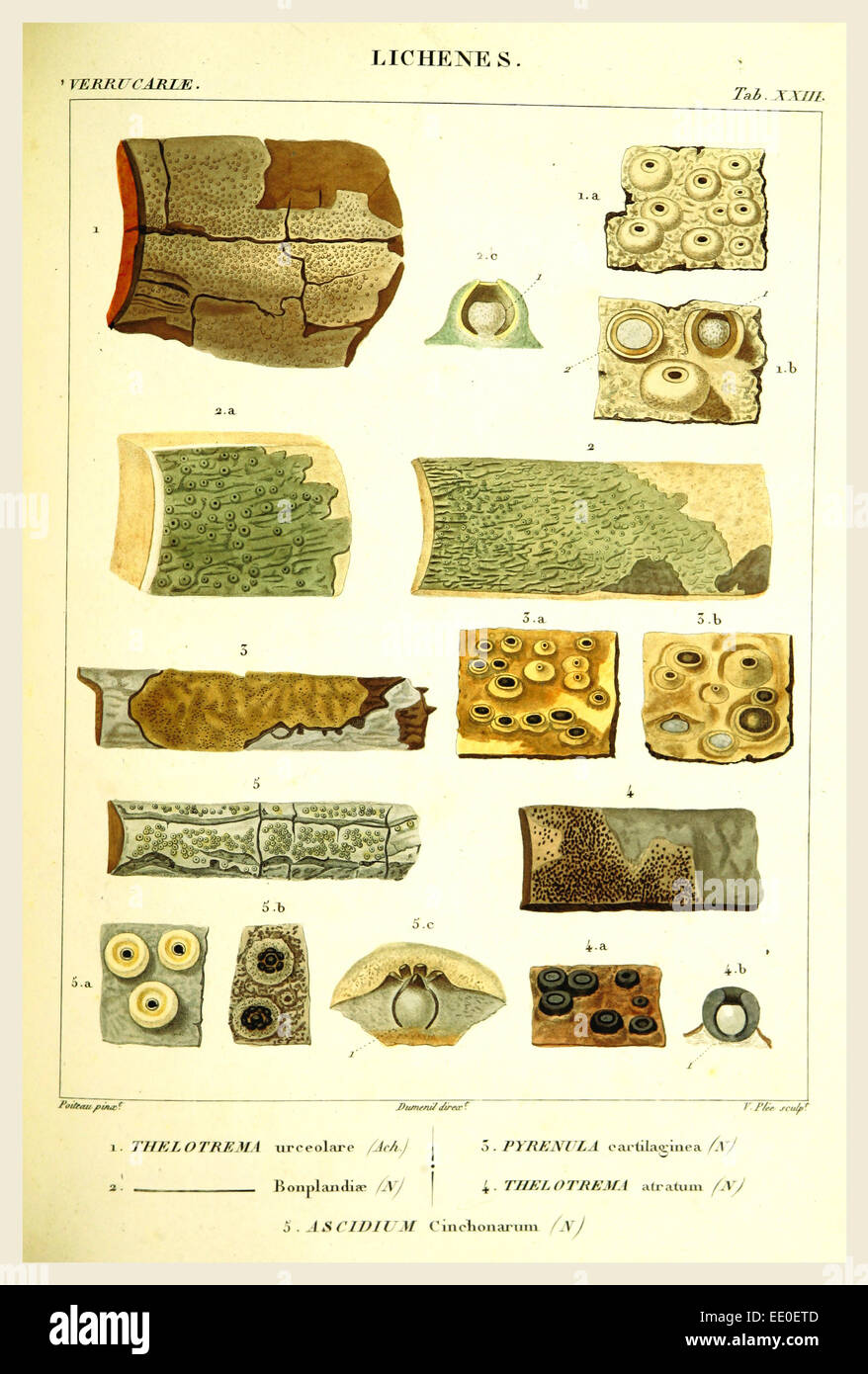 Lichenes, 19th century engraving, lichen, lichens Stock Photo