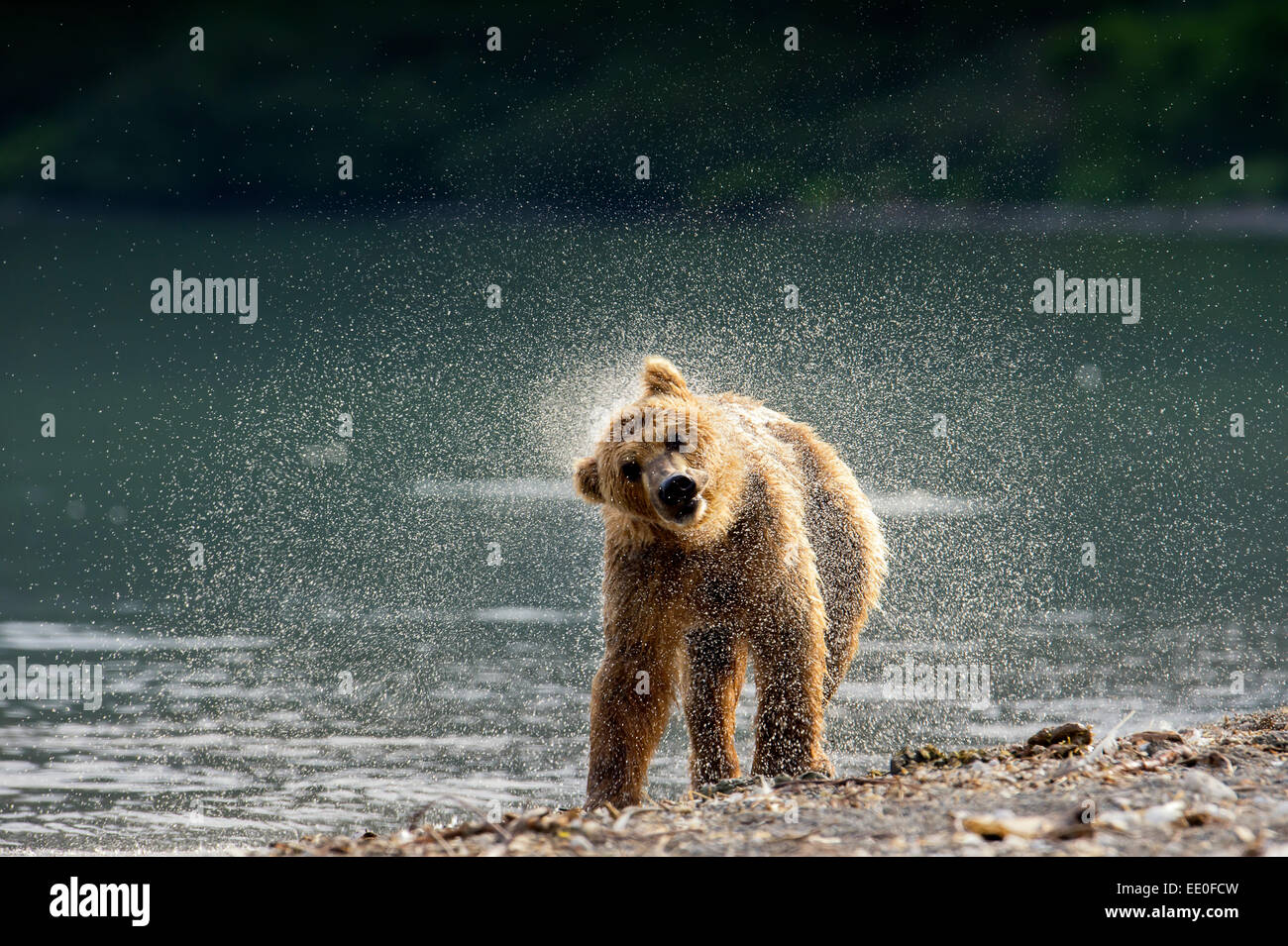 brown bear shakes its fur dry Stock Photo