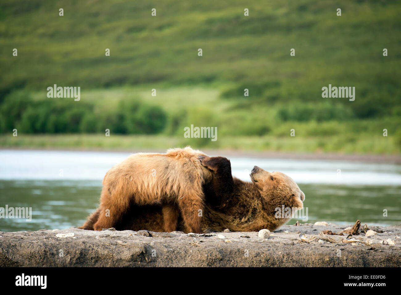 female brown bear suckling her cubs Stock Photo - Alamy