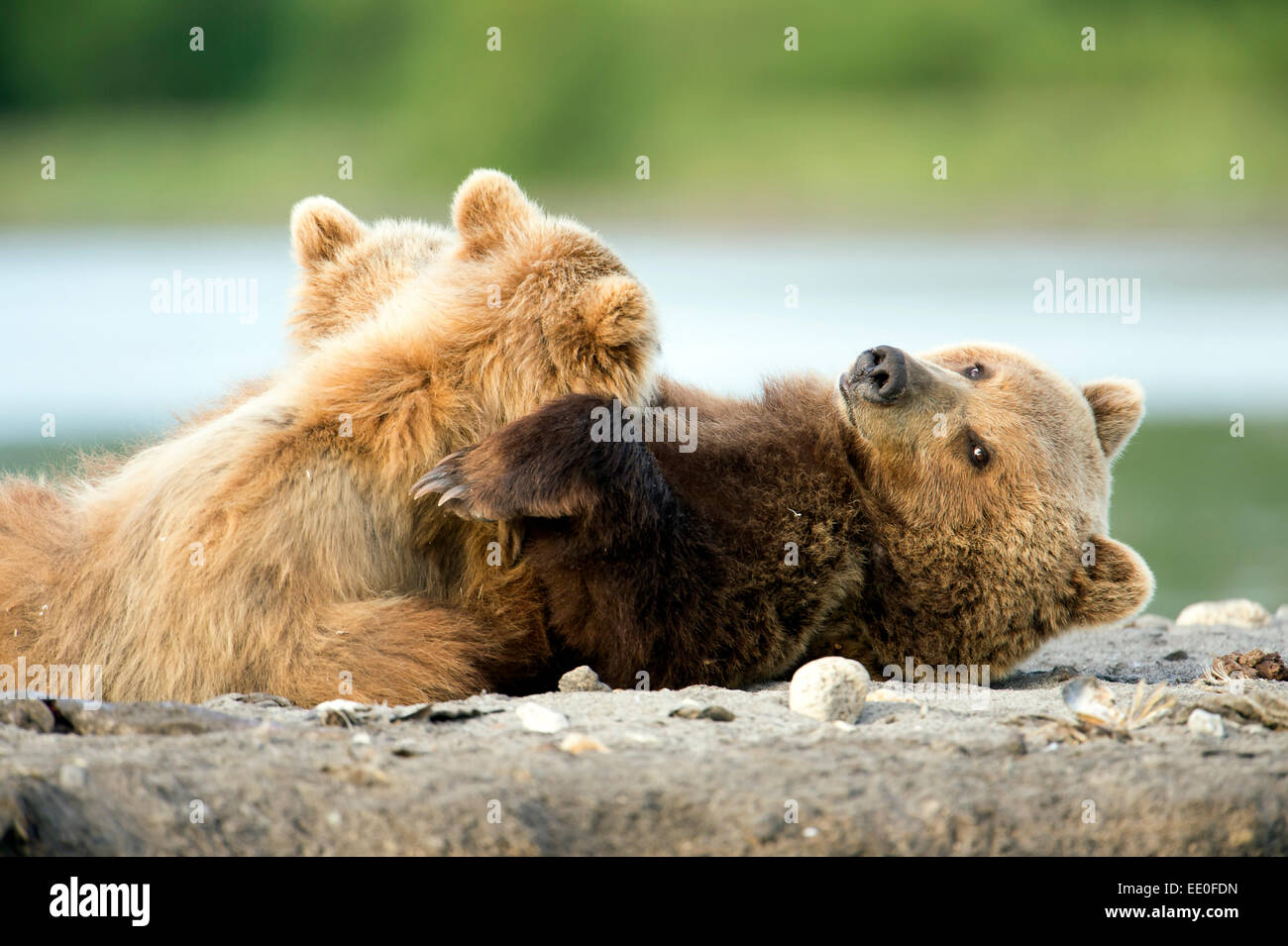 Female brown bear suckling her cubs hi-res stock photography and images ...