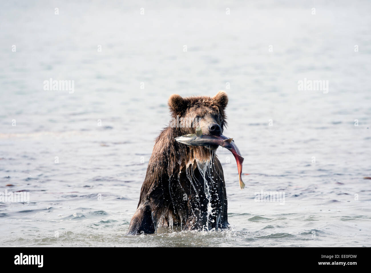 brown bear catches a salmon Stock Photo